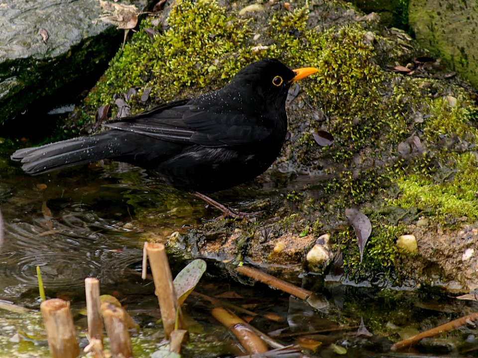 Bird Blackbird Fauna Beak