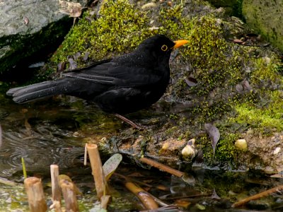 Bird Blackbird Fauna Beak photo