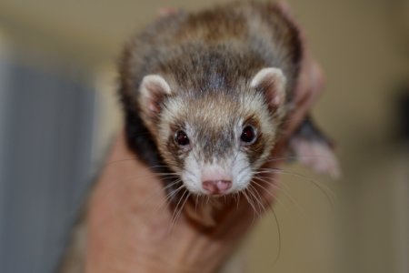 Ferret Polecat Fauna Mammal