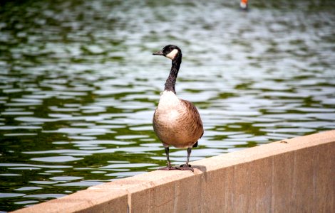Bird Duck Water Bird Fauna
