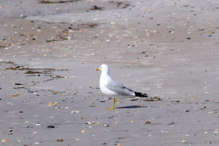 Bird Gull Seabird Fauna photo