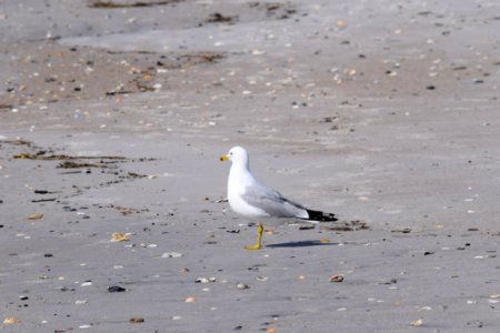 Bird Gull Seabird Fauna