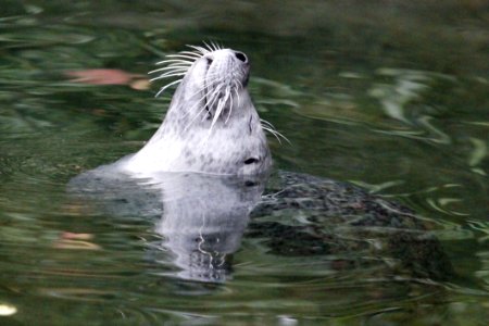 Mammal Fauna Water Harbor Seal photo