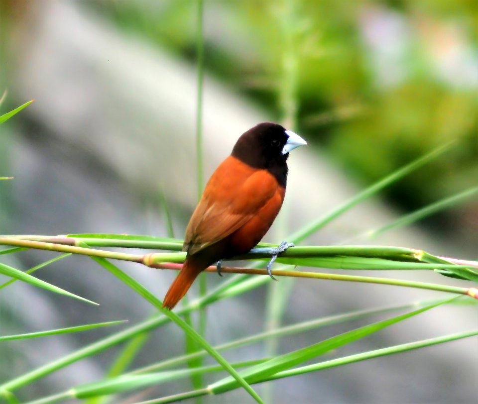 Bird Fauna Beak Old World Flycatcher