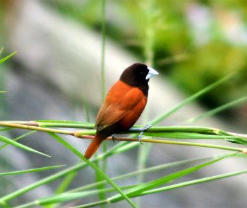 Bird Fauna Beak Old World Flycatcher photo