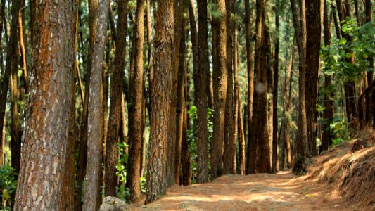 Forest Ecosystem Vegetation Nature Reserve photo