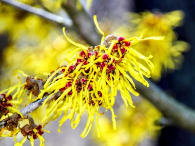 Yellow Flora Flower Spring