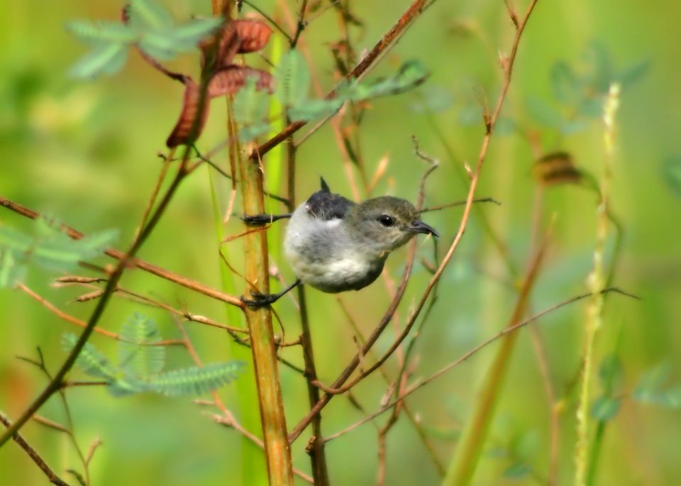 Fauna Wildlife Bird Organism