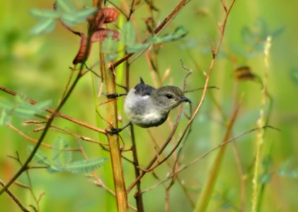 Fauna Wildlife Bird Organism