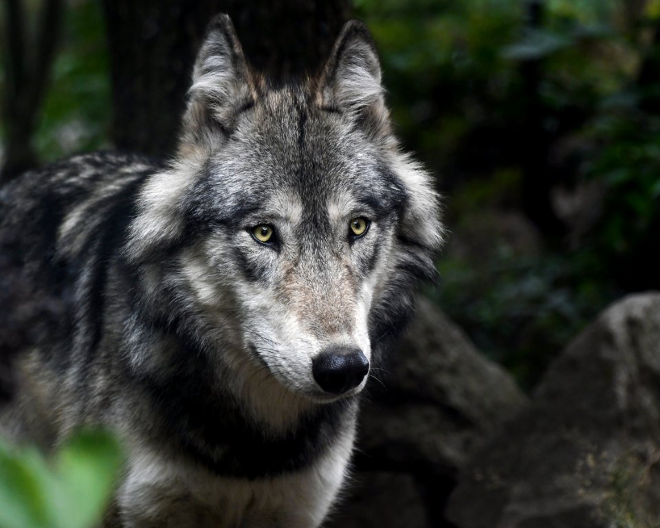 Wildlife Wolf Mammal Fauna photo