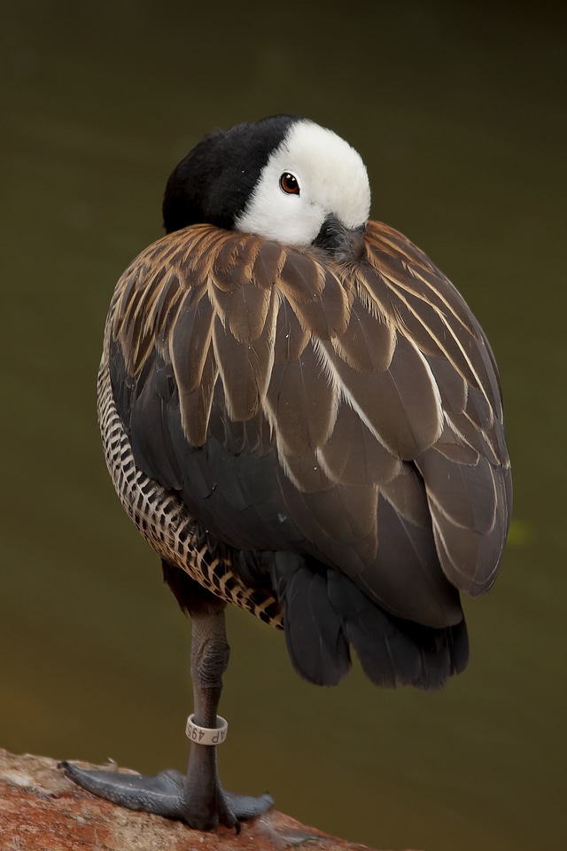 Leg water birds