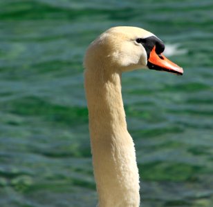 Bird Swan Water Bird Ducks Geese And Swans photo