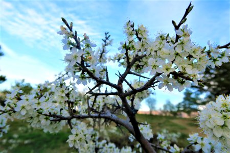 Blossom Spring Plant Tree photo