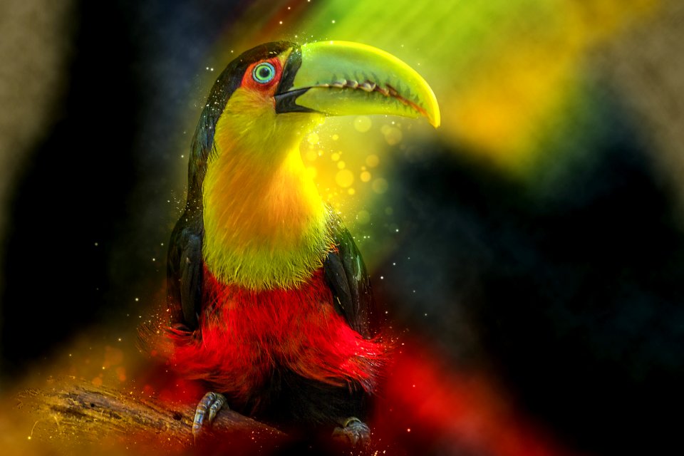Toucan Beak Close Up Bird