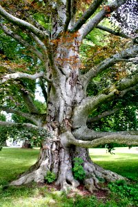 Tree Woody Plant Branch Plant