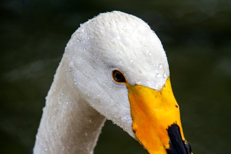 Bird Beak Water Bird Fauna photo