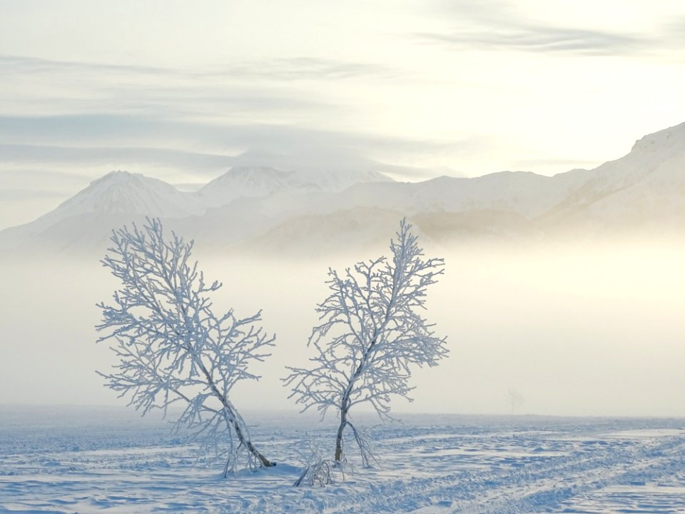 Sky Freezing Winter Tree