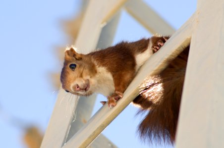 Mammal Fauna Muridae Rat photo