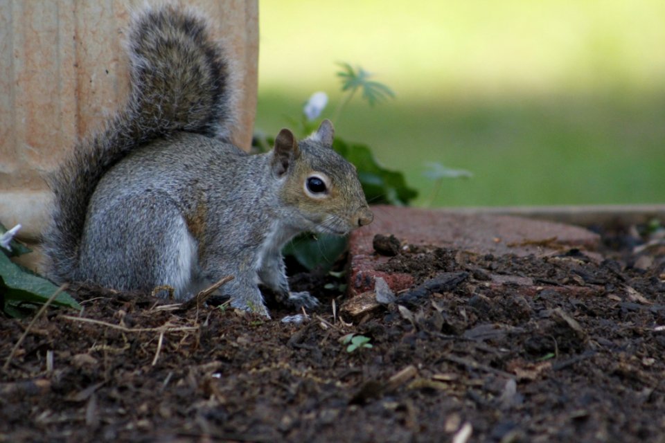 Squirrel Mammal Fauna Fox Squirrel