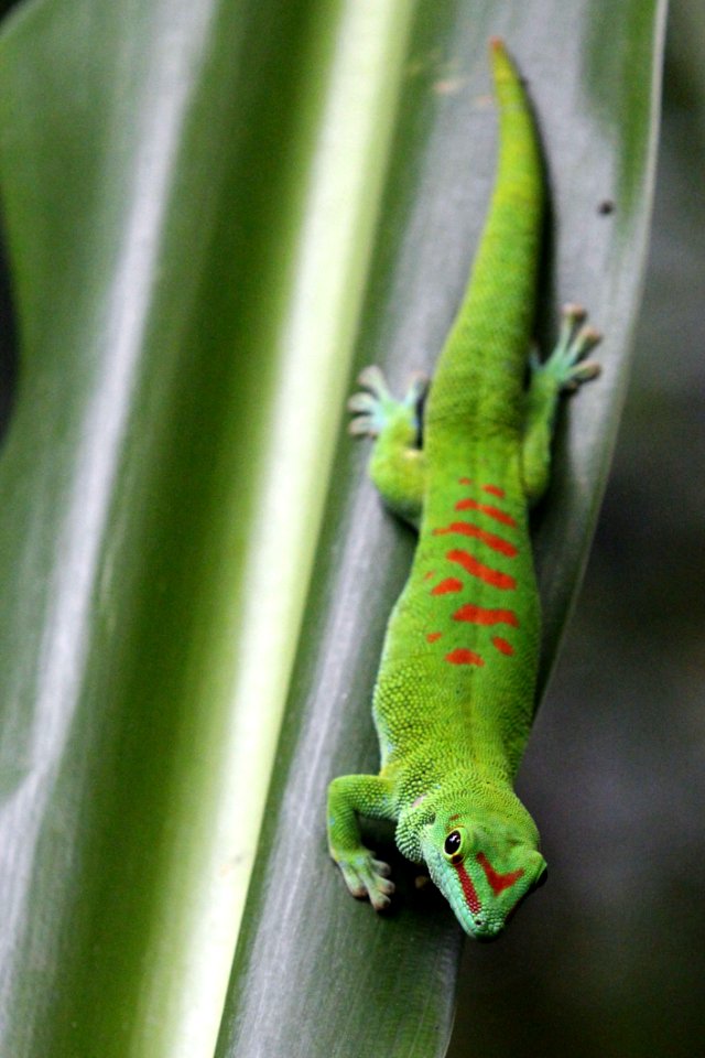 Reptile Fauna Lizard Gecko
