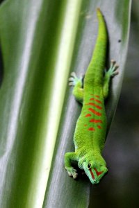 Reptile Fauna Lizard Gecko
