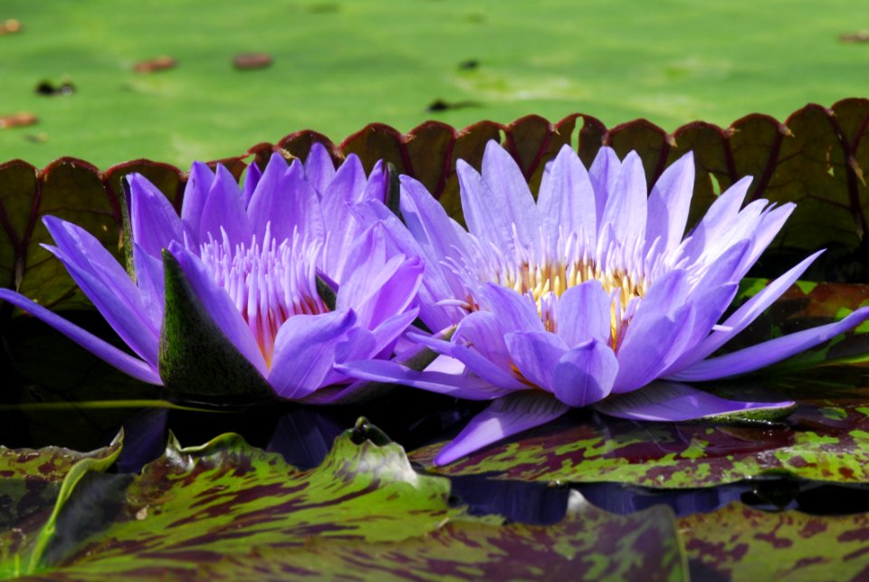 Flower Flora Plant Purple