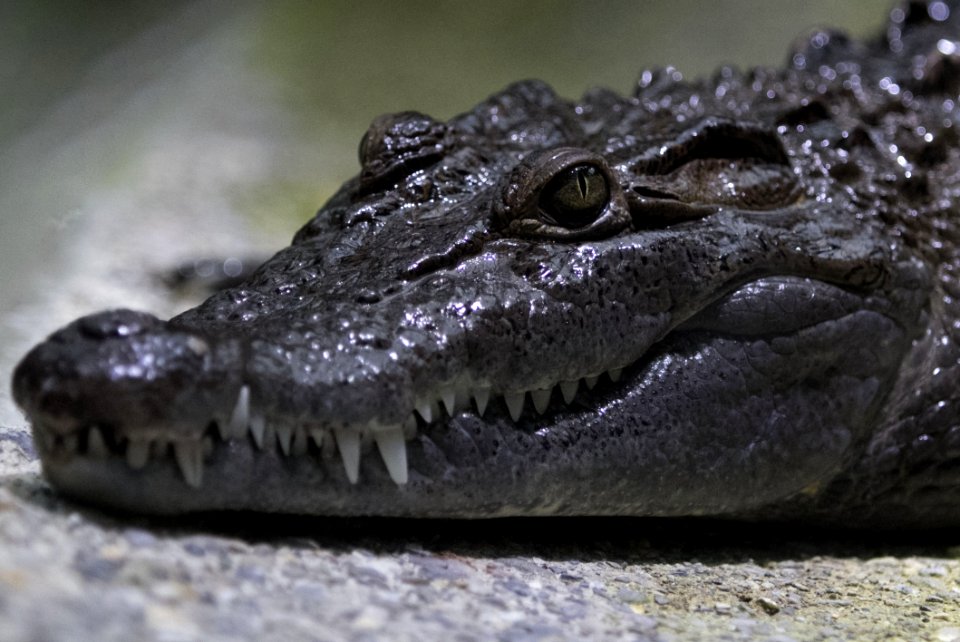 Crocodilia Reptile American Alligator Crocodile
