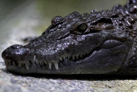 Crocodilia Reptile American Alligator Crocodile