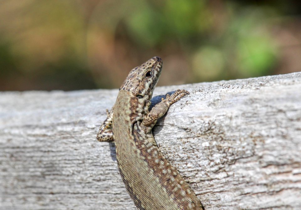 Reptile Lizard Lacertidae Scaled Reptile