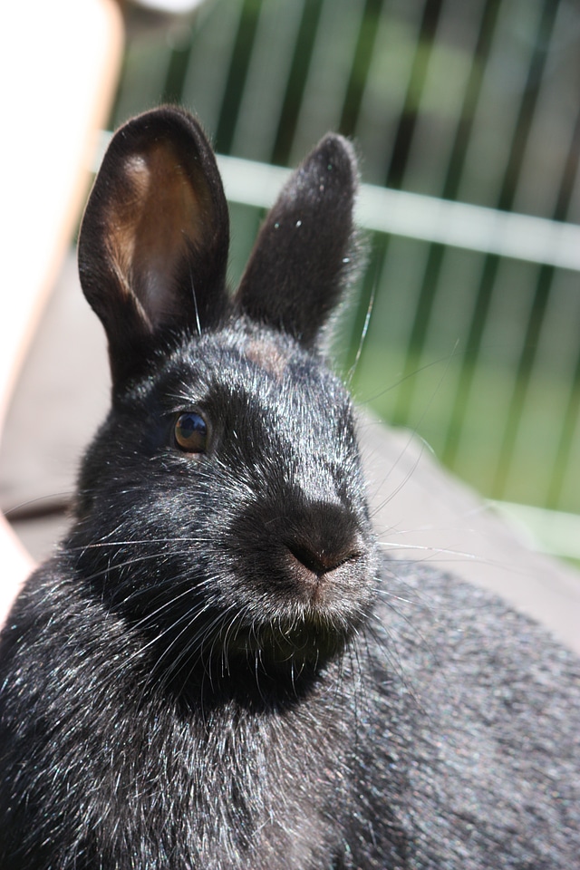 Munchkins hare pet