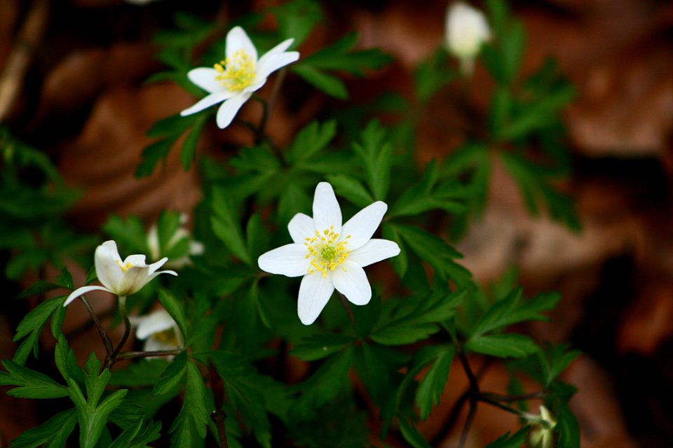 Flower Plant Flora Spring
