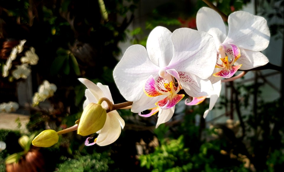 Flower Plant Flowering Plant Flora