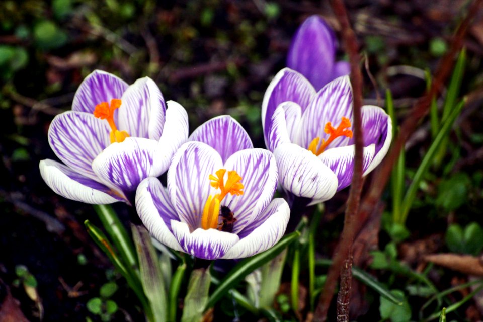 Flower Plant Crocus Flowering Plant