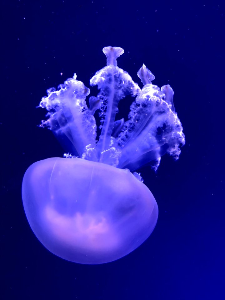 Jellyfish Cnidaria Marine Invertebrates Invertebrate
