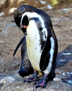 Penguin Fauna Flightless Bird Bird