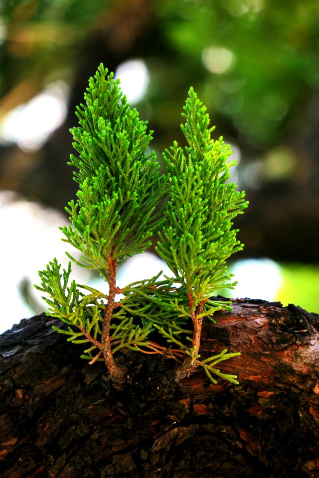 Vegetation Plant Tree Branch