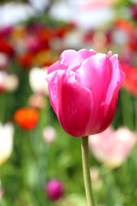 Flower Pink Plant Tulip photo