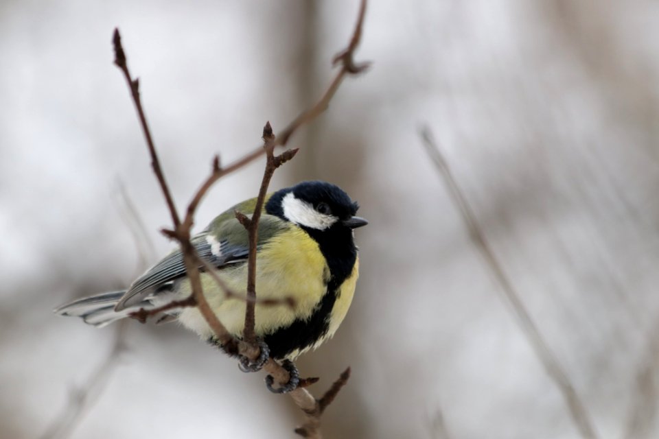Bird Fauna Beak Close Up