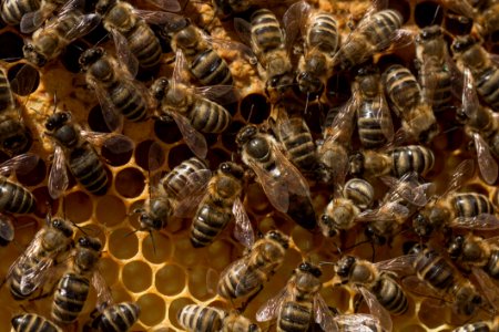 Honey Bee Bee Honeycomb Invertebrate