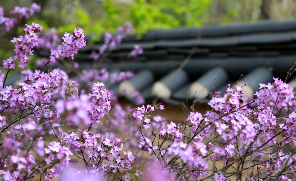 Flower Plant Purple Spring
