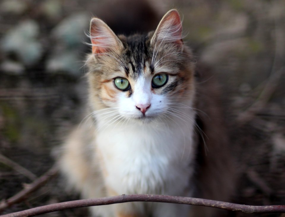 Cat Whiskers Fauna Small To Medium Sized Cats