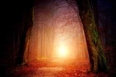 Nature Forest Light Atmosphere photo