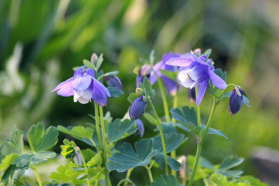Plant Flower Flora Flowering Plant