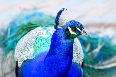 Peafowl Blue Bird Beak photo