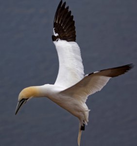 Bird Fauna Gannet Seabird photo