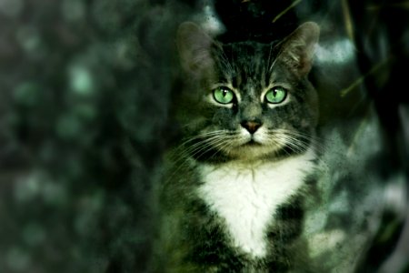Cat Whiskers Green Mammal