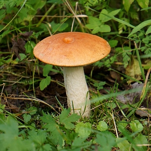 Mushrooms mushroom hat foot fungus photo