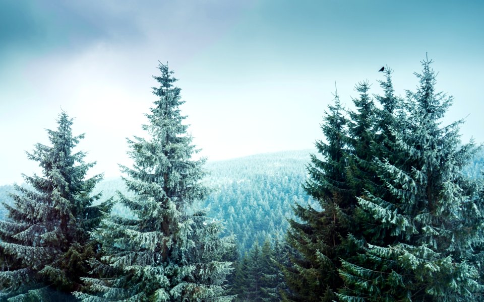 Spruce Spruce Fir Forest Tree Ecosystem