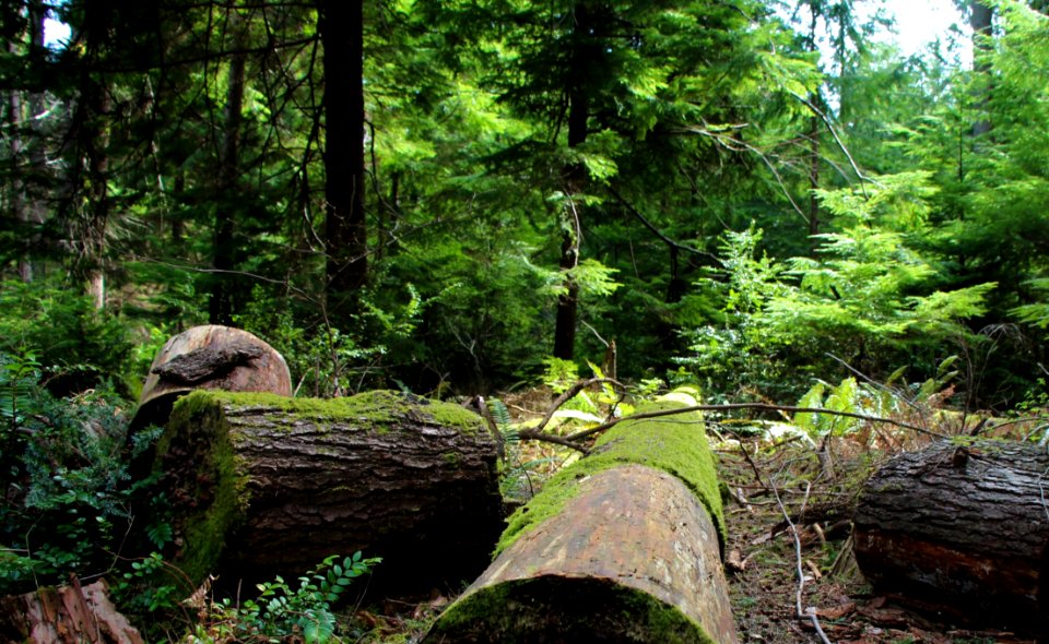 Nature Reserve Ecosystem Wilderness Vegetation