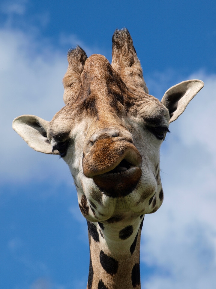 Wildlife park face animal